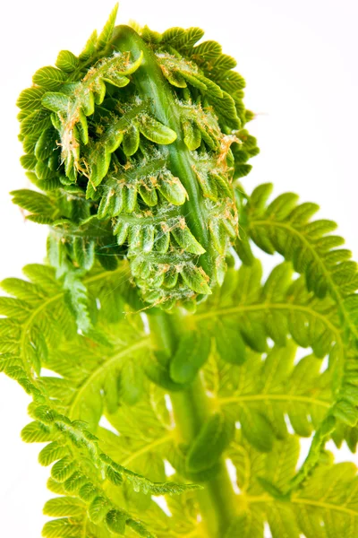 Young fern — Stock Photo, Image