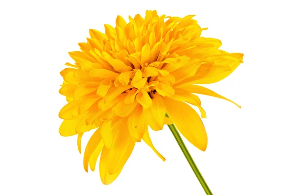 Bola dourada da flor ou Rudbeckia — Fotografia de Stock