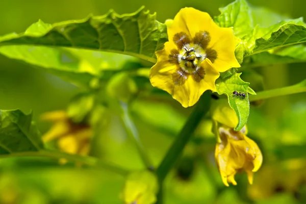 Fiore della pianta physalis — Foto Stock