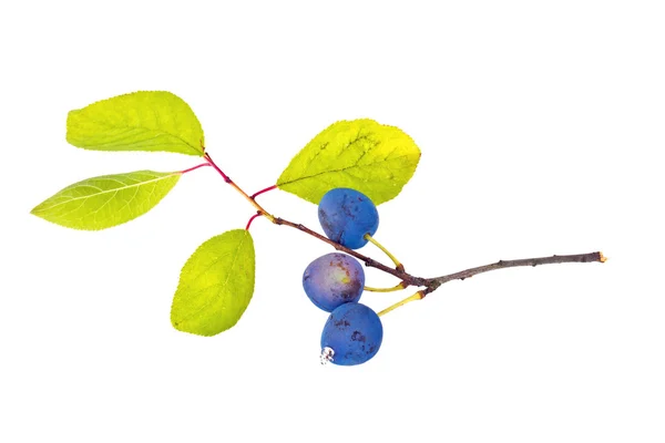 Berries of sloe — Stock Photo, Image