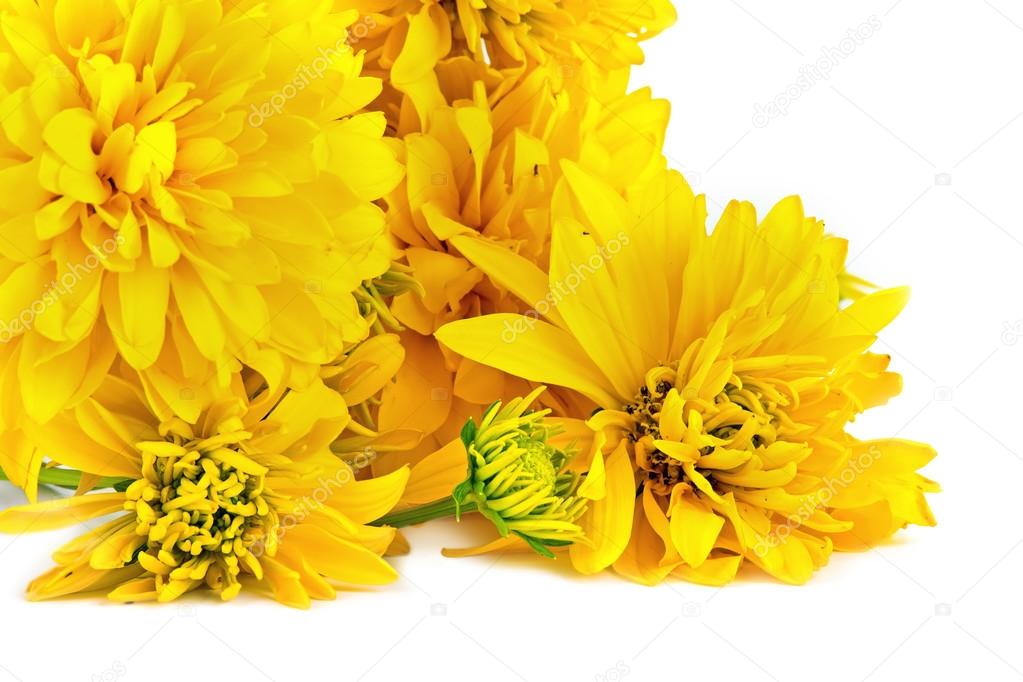 Flower Golden Ball Or Rudbeckia Stock Photo Image By C Ppl1958 Flower Golden Ball Or Rudbeckia Stock Photo Image By C Ppl1958