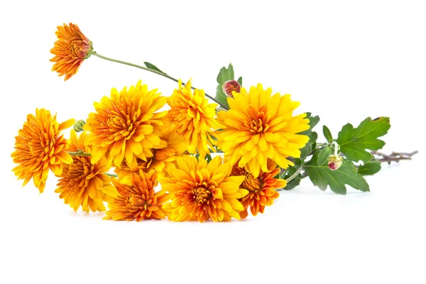 Bouquet of yellow asters — Stock Photo, Image