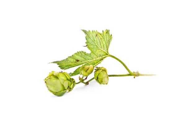 Hop or Humulus — Stock Photo, Image