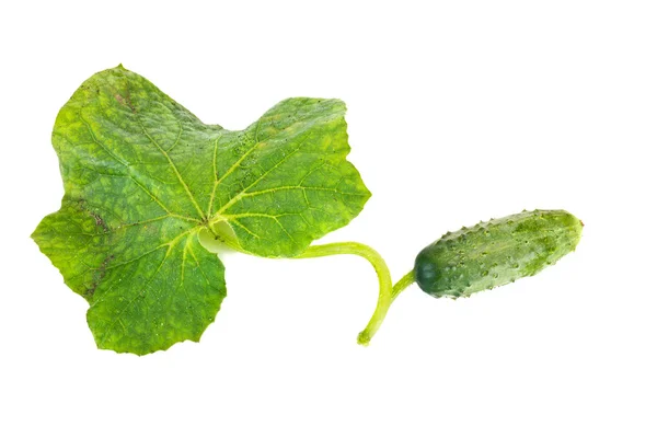 Cucumber — Stock Photo, Image