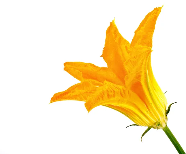 Flor de planta é abobrinha ou courgette — Fotografia de Stock