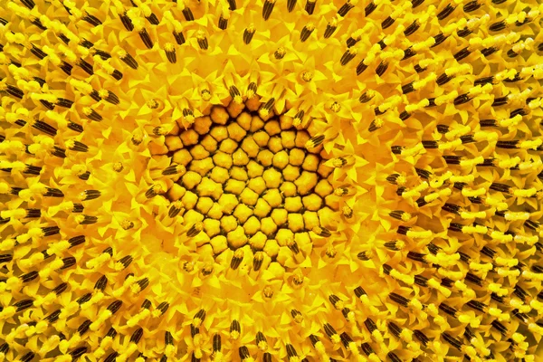 Flower of sunflower — Stock Photo, Image