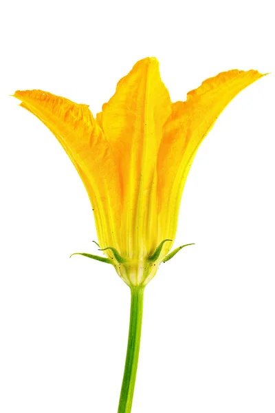 Flower of plant is zucchini or courgette — Stock Photo, Image