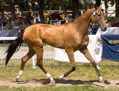 Akhal-teke mare