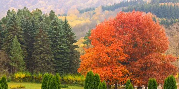 Herfstpark — Stockfoto