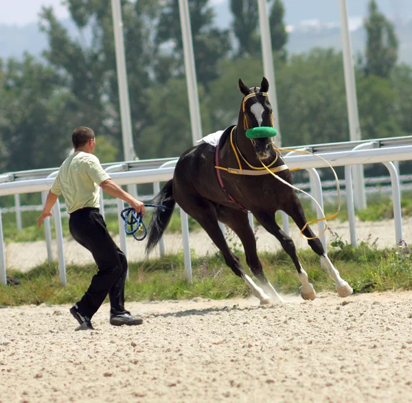 Cavalo indisciplinado — Fotografia de Stock