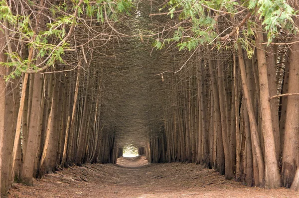 Parc de villégiature à Kislovodsk — Photo