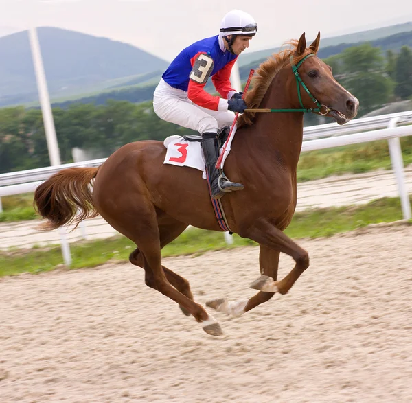 El ganador — Foto de Stock