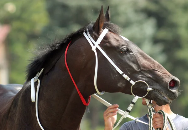 Horse. — Stock Photo, Image