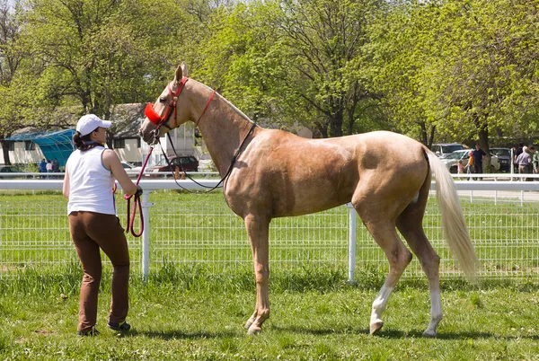Portret konia akhal-teke — Zdjęcie stockowe