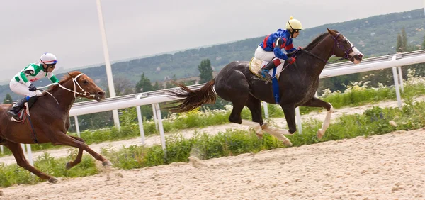 Horse racing at the hippodrome in Pyatigorsk. Royalty Free Stock Images