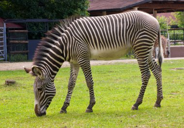 genç bir zebra portresi