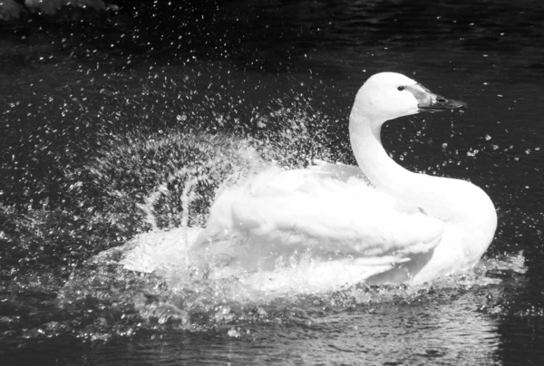 Hermoso cisne — Foto de Stock