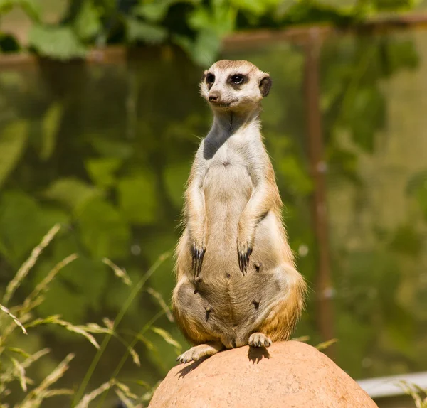 Meerkat. —  Fotos de Stock