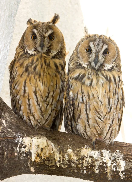 Owl closeup portrait — Stock Photo, Image