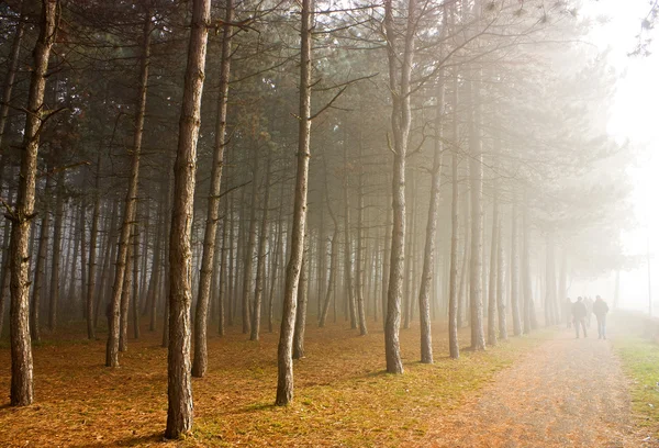 Floresta de outono em pyatigorsk. — Fotografia de Stock