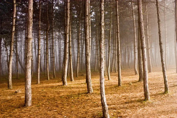 Autumn forest in Pyatigorsk. — Stock Photo, Image