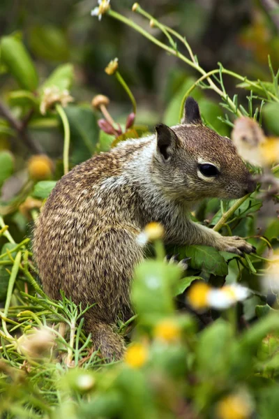 Grauhörnchen — Stockfoto