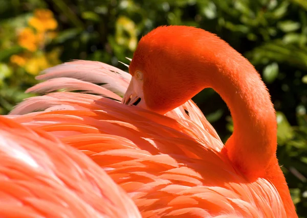 Flamingo Ordförande — Stockfoto