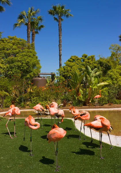 Flamingo vogel — Stockfoto