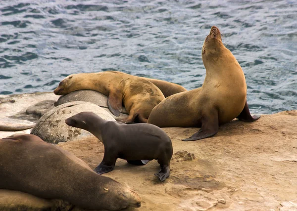 Sea lions — Stock Photo, Image