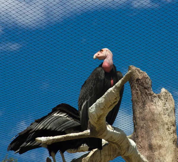 Californië condor — Stockfoto