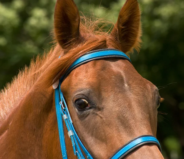 Retrato de caballo . —  Fotos de Stock