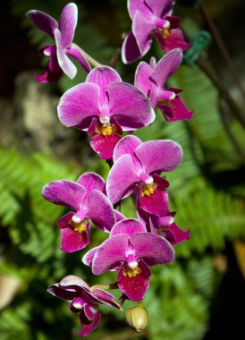 Mor taze bahar çiçekleri