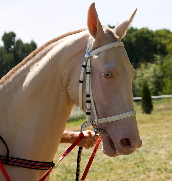 Retrato de cavalo de akhal-teke — Fotografia de Stock