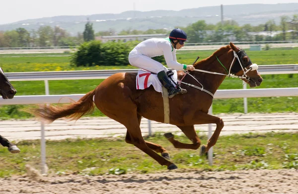 Paardenrennen — Stockfoto