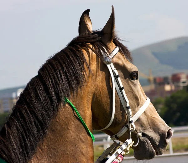 Portret van paard. — Stockfoto