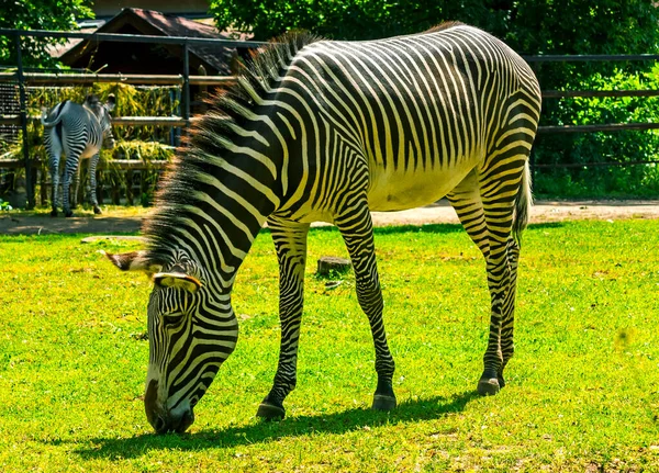 Cebra Recogiendo Hierba Verde Zoológico — Foto de Stock