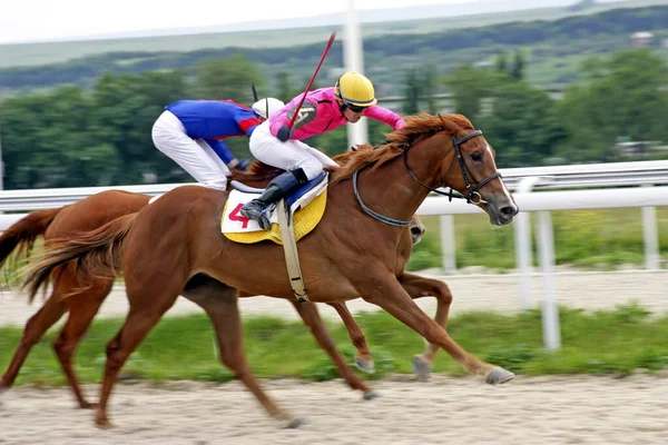 Pyatigorsk Russia June 2011 Corrida Cavalos Para Prêmio Jockey Cluba — Fotografia de Stock