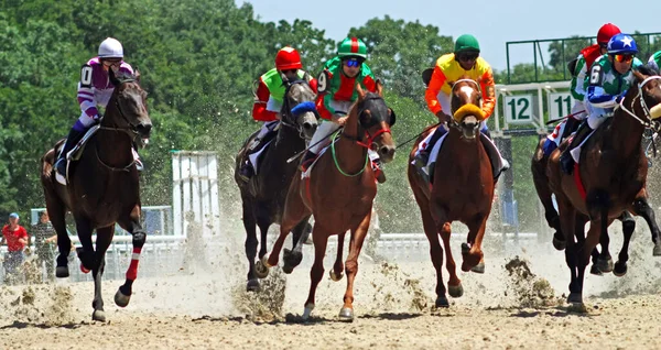 Pyatigorsk Rússia Julho 2009 Corrida Cavalos Para Prêmio Jockey Cluba — Fotografia de Stock