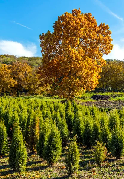 Herbstlandschaft Mit Bäumen Nordkaukasus — Stockfoto