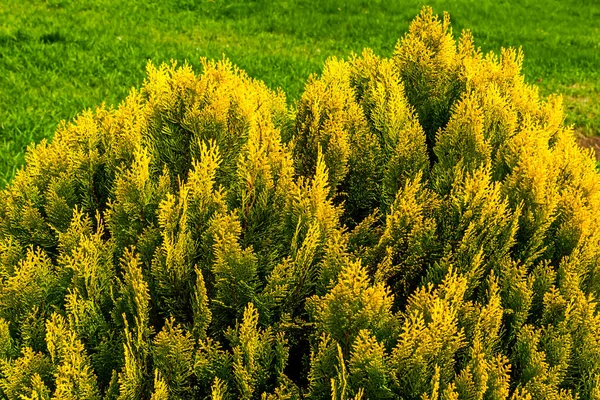 Immergrüne Nadelbäume Mit Bis Gelb Grünen Blättern Armenien — Stockfoto