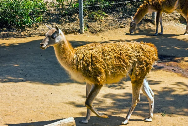 動物園のクールな動物ラマ — ストック写真