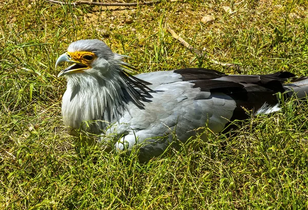 Schöner Vogel Gras Kalifornien — Stockfoto