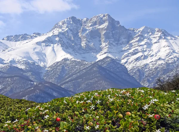 Landscape Flowers Mountains Armenia — Stock Photo, Image