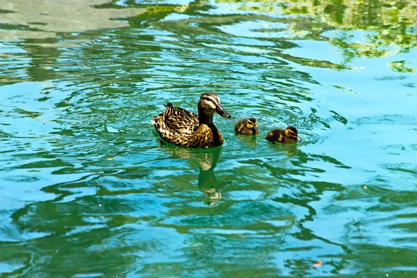 Female Mallard Duck Two Children — Stock Photo, Image