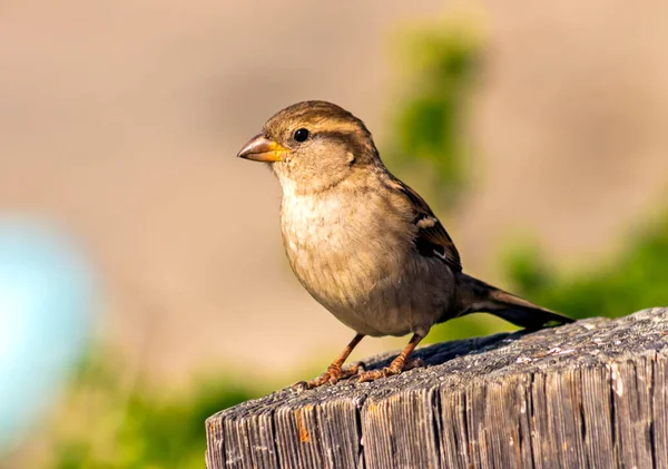 Sparrow Old Stump — Stock Photo, Image