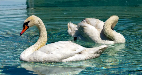 Two Swans Lake — Stock Photo, Image