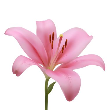 beyaz zemin üzerinde pembe lily. vektör çizim.