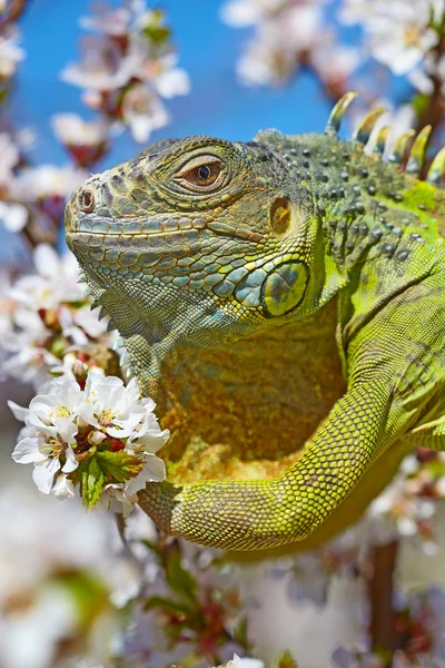 Iguana a piedi sul ciliegio fiorito — Foto Stock