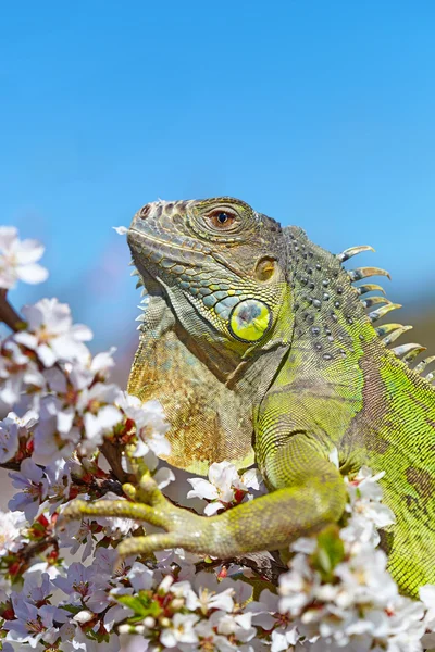 Iguana at walk on the flowering cherry tree — Stock Photo, Image