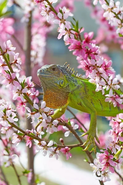 Iguana a piedi sul pesco in fiore — Foto Stock